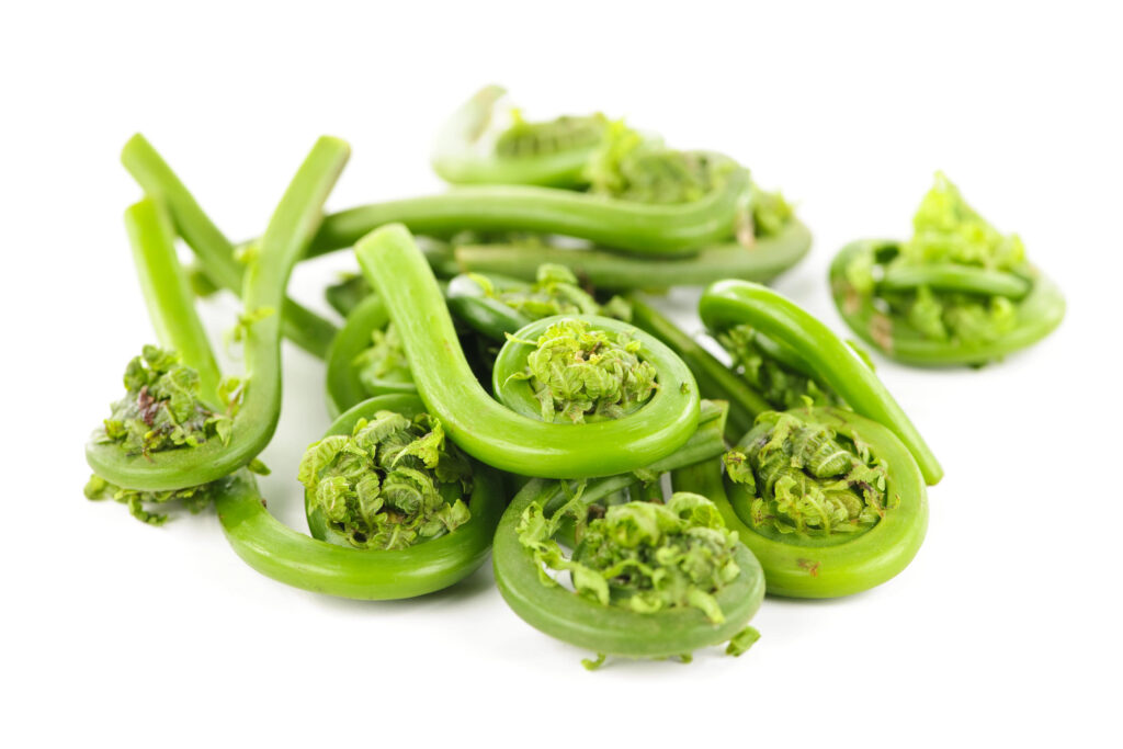 Fiddlehead Health Benefits: Nutritional Superfood for Immunity, Heart, and Weight Management